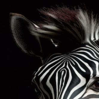 Zebra Glass Wall Art - H90 x W60 cm
