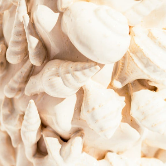 Large Seashell Vase