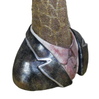 Ornamental Giraffe Bust