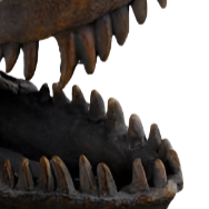 T-Rex Skull Sculpture