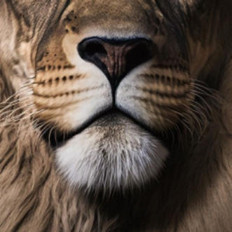 Lion Glass Wall Art - H90 x W60 cm