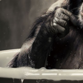 Chimpanzee Glass Wall Art – H60 x W40cm