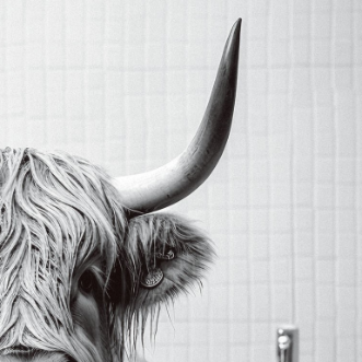 Cow in Bath Glass Wall Art - H30 x W30 cm