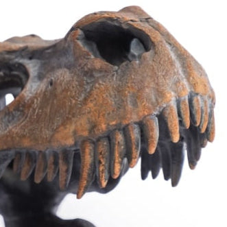 T-Rex Skull Sculpture