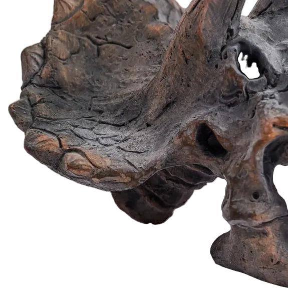 Triceratops Skull Table Decor