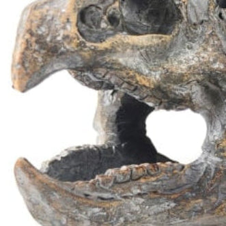 Triceratops Skull Table Decor