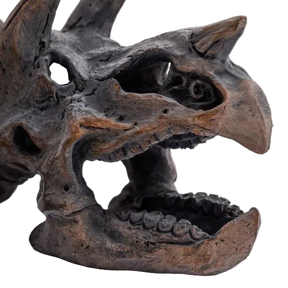 Triceratops Skull Table Decor