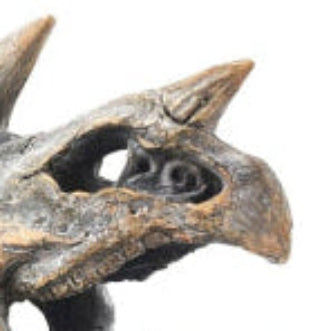 Triceratops Skull Table Decor