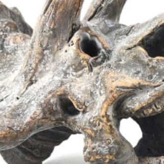 Triceratops Skull Table Decor